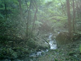 森の中、沢が流れ水はきれい