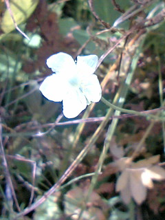 白い小さな花、名前不明