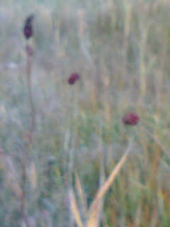 赤い小さな球状の花、ワタスゲ