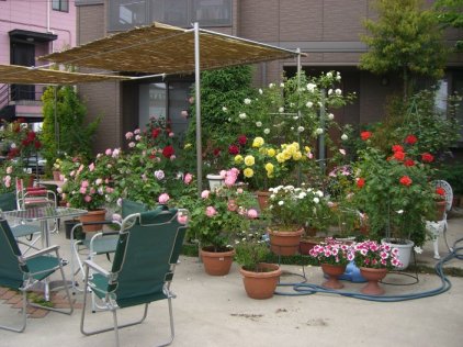 バラの庭の写真