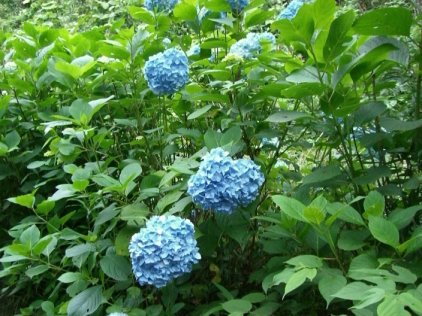 青い紫陽花の花の写真