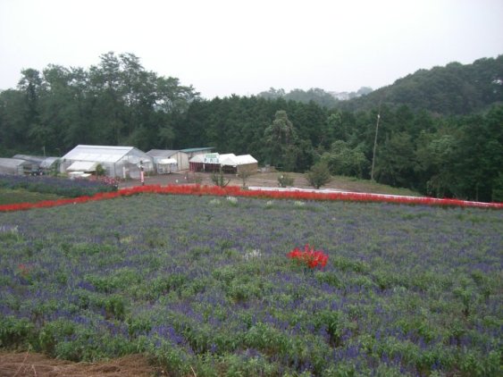 紫のセージ畑の写真