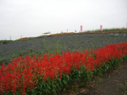 花の丘全景の写真