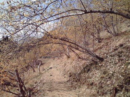 蝋梅の林の写真