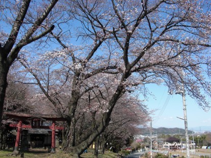 神社の桜の写真