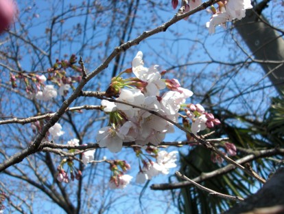 一分咲きの桜花の写真