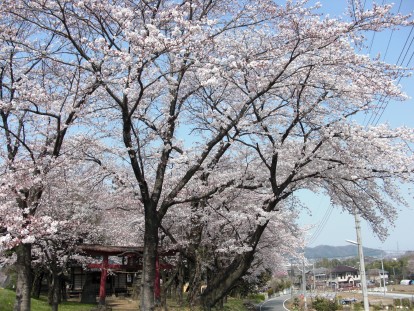 神社の桜が満開の写真