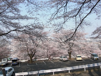 観音山駐車場の桜の写真