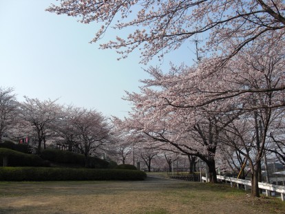 観音山駐車場の桜の写真２