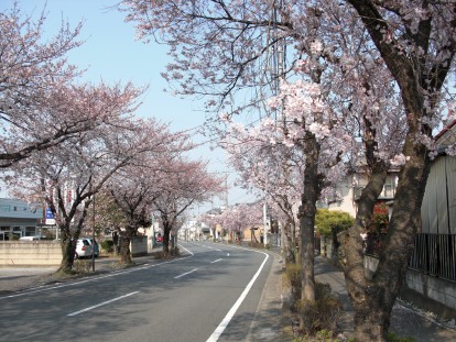 観音山ふもとの桜並木の写真