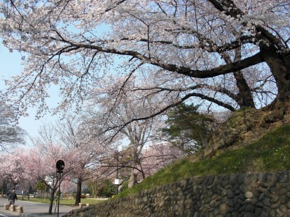 高崎城址の桜の写真